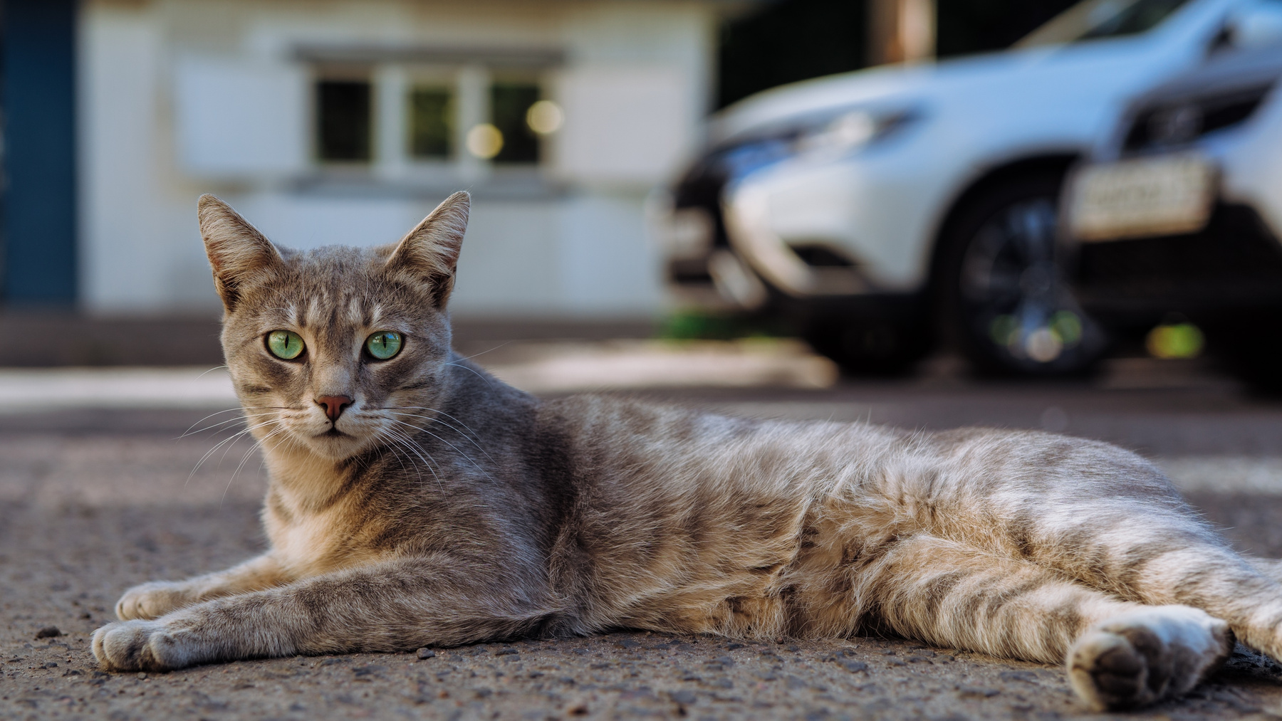 Кот 