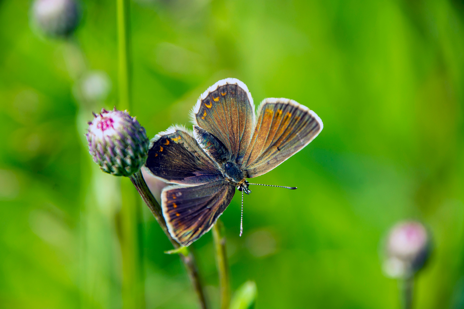 **** бабочка лето июль природа