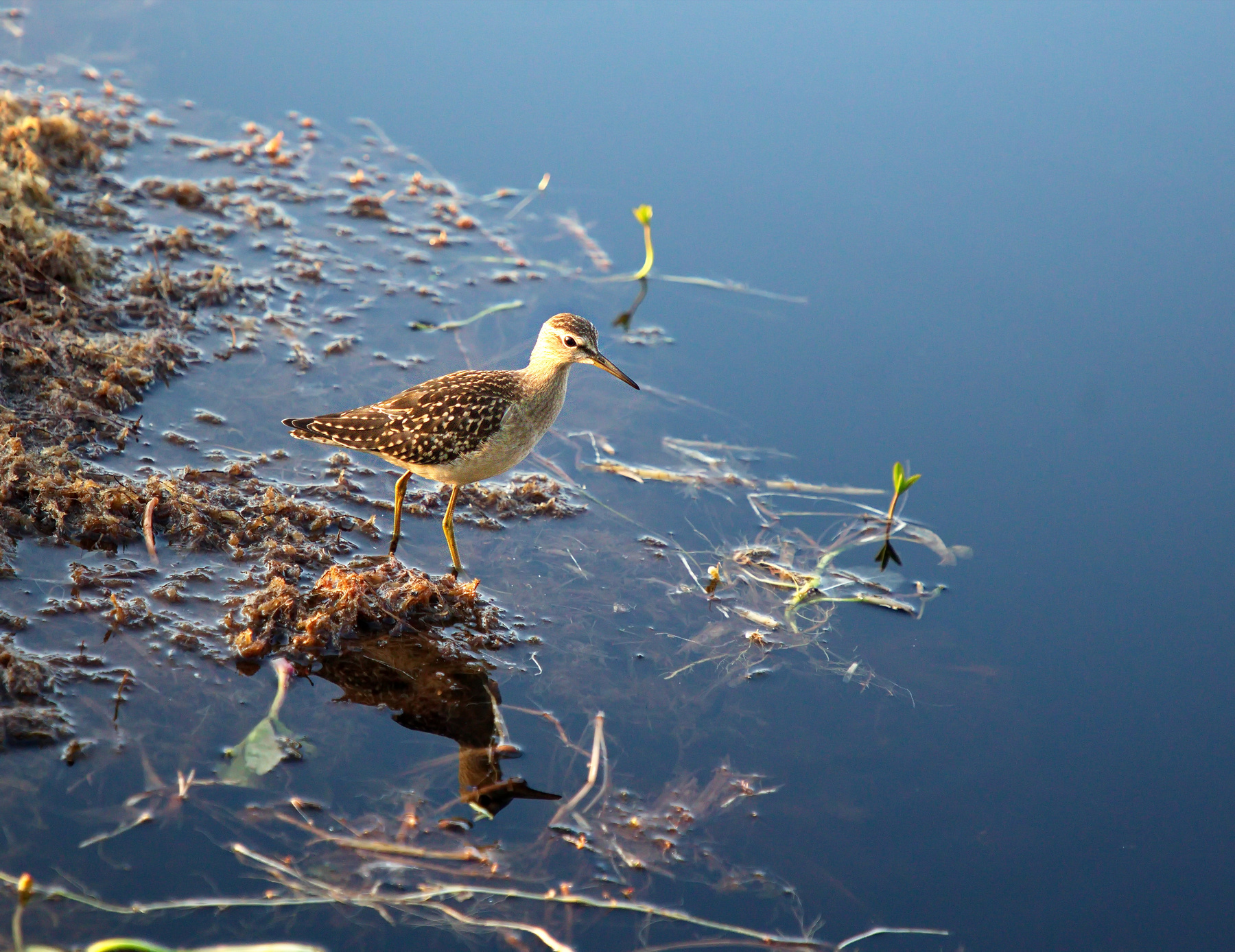 Чернозо́бик ( Calidris alpina) Надеюсь, не ошиблась в названии)) 