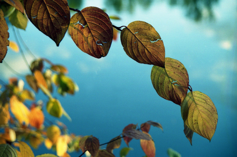 Fall листья
