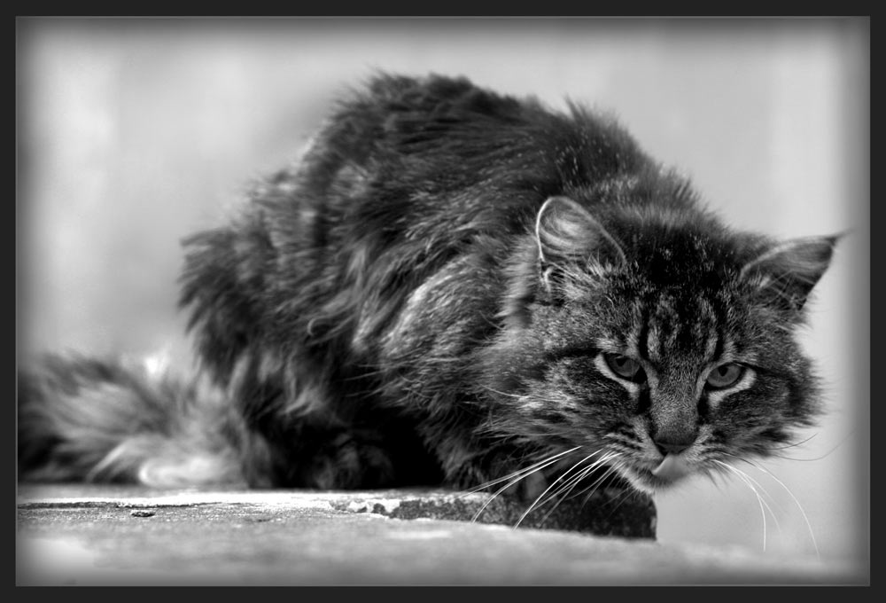 *** 
