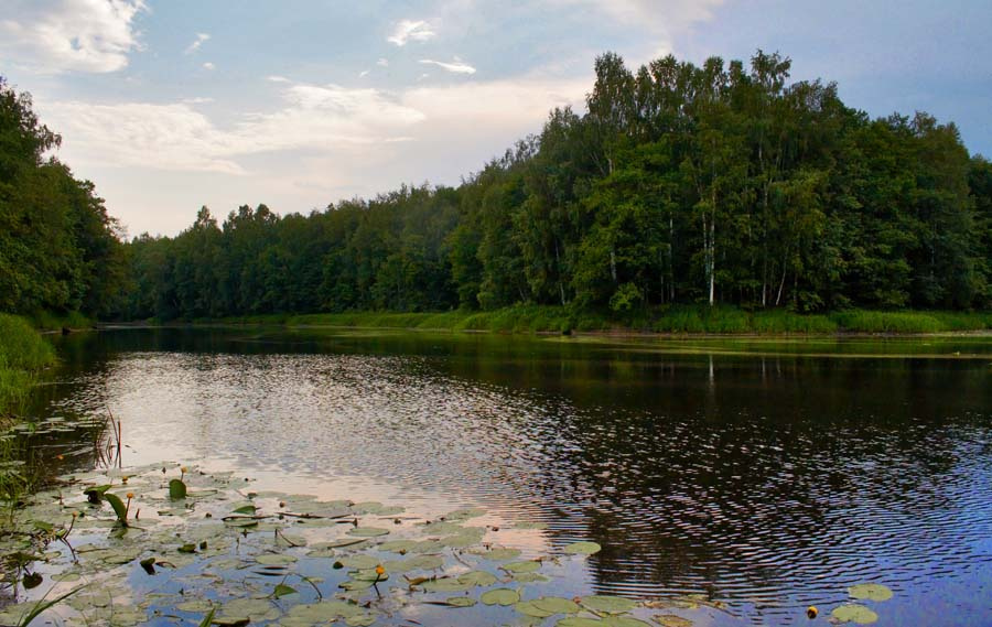Река река бужа лес