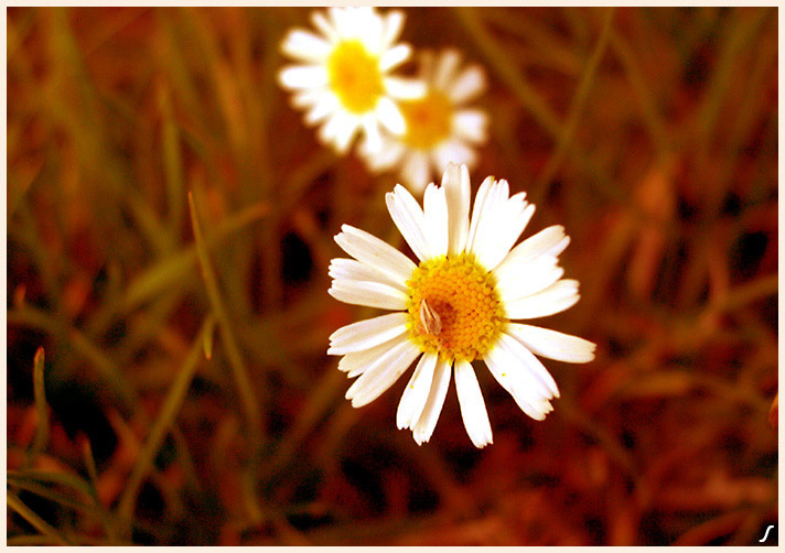 camomile camomile