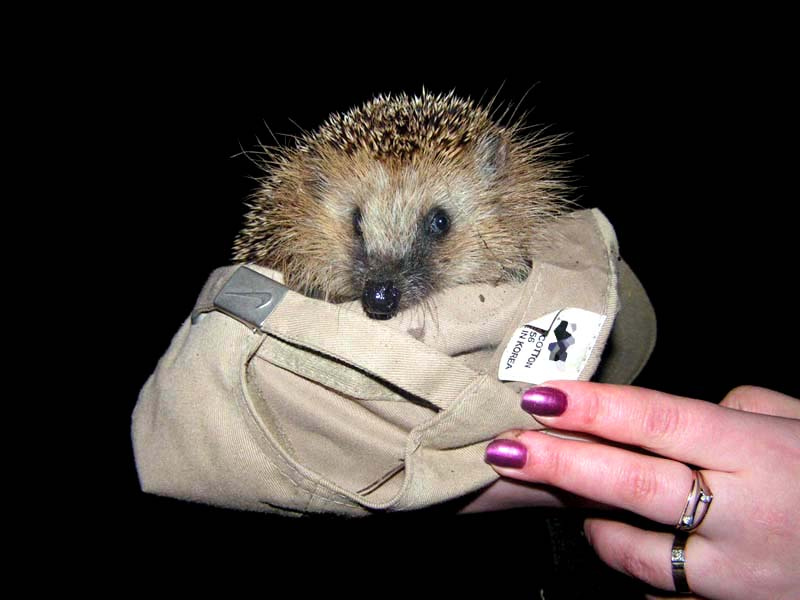 Ежик в бейсболке животные, ежик