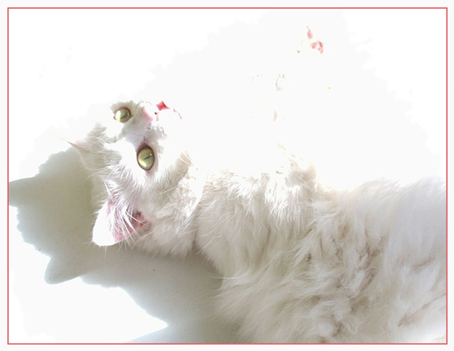 Исчезающий кот кот солнце