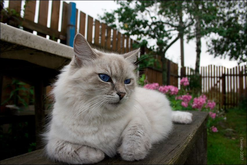 Das Modell кот коты кошки дача деревня кошка cat cats модель