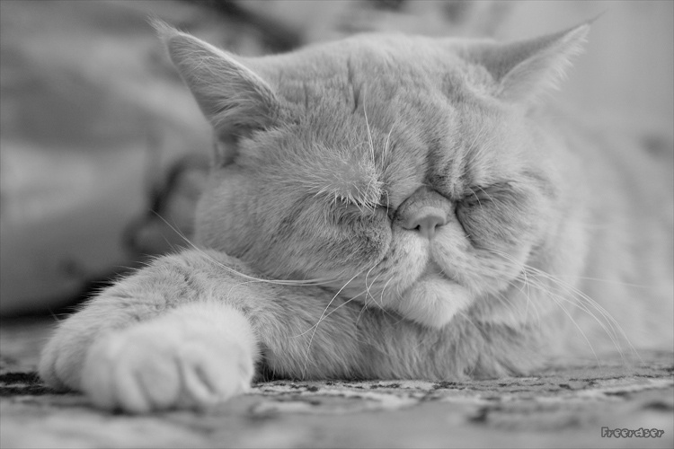 кошачьи сны 