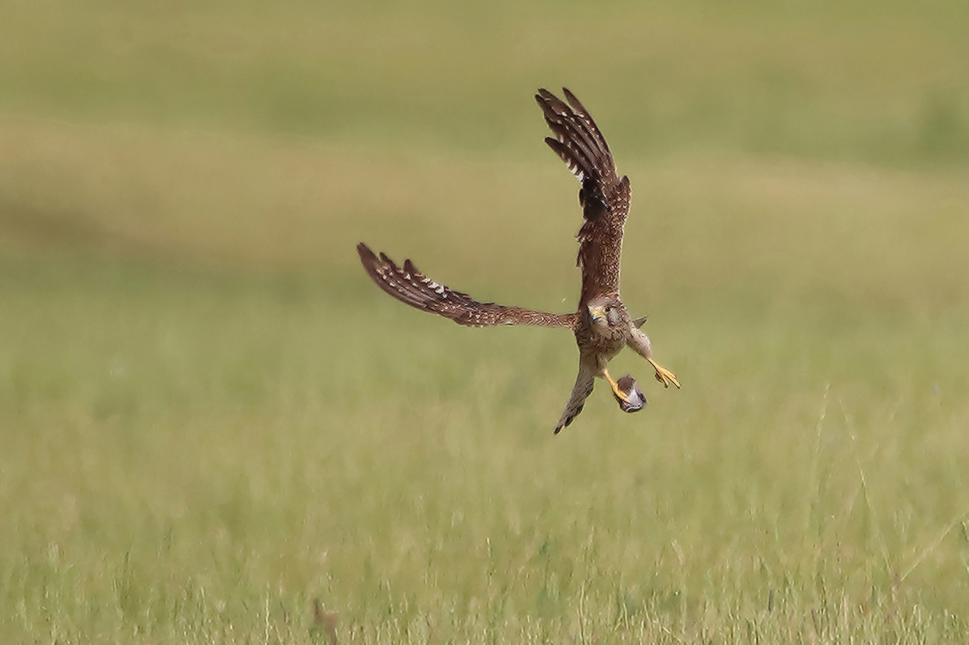 пустельга в деле сокол пустельга Falco tinnunculus Common kestrel