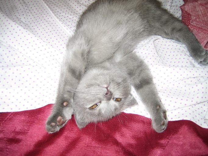 Сдаююсюю... котенок