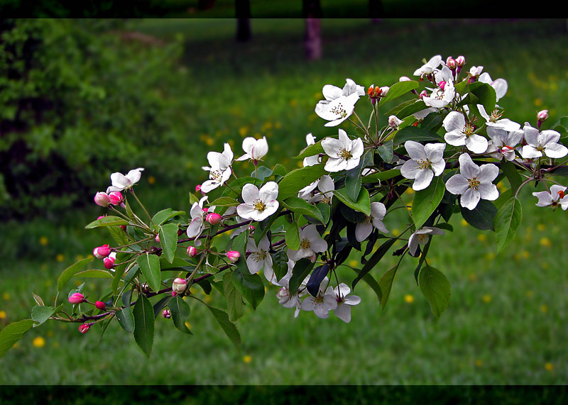 Back to spring яблоня весна
