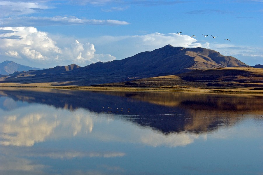Вечерело Юта, Gulls, Great Salt Lake, Antelope Island