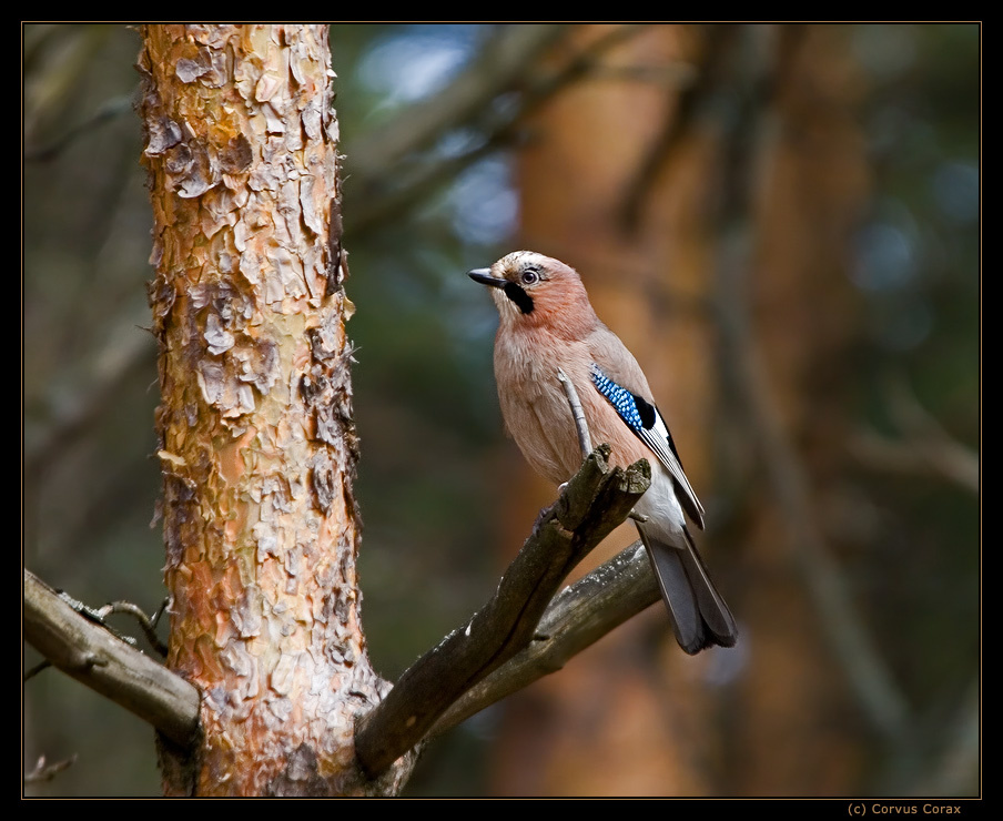 Небесные окошки сойка Garrulus glandarius