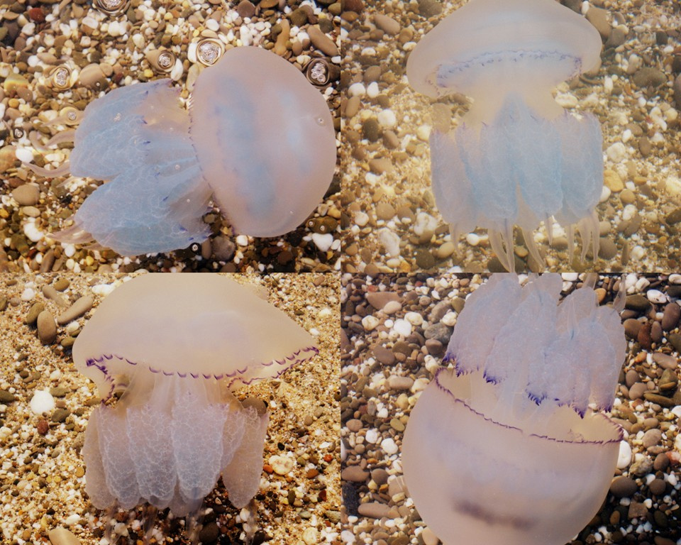 Медузы море,медузы,подводный мир