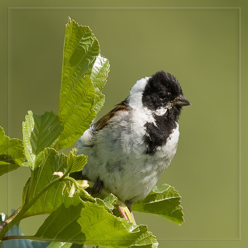 Emberiza schoeniclus 2 ОВСЯНКА КАМЫШОВАЯ