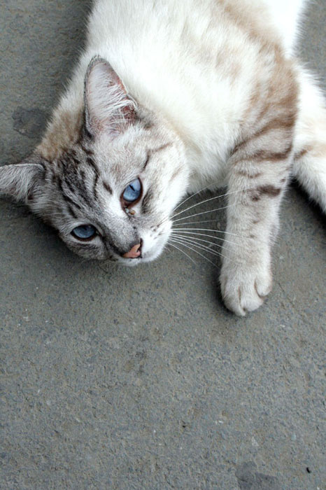 Неизвестная кошка кошка голубые глаза