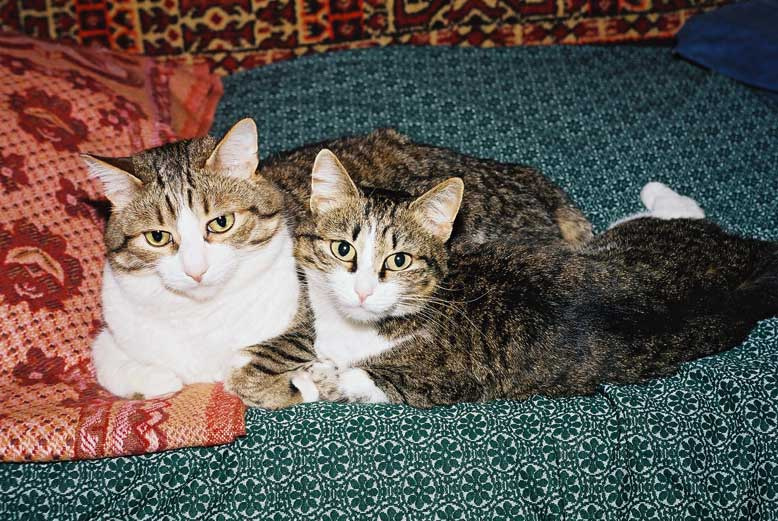 Он и Она кот кошка котенок он и она вместе