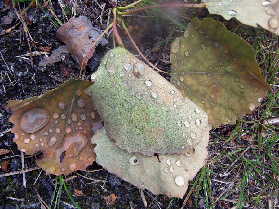 Осенние листья. дождь, капли воды