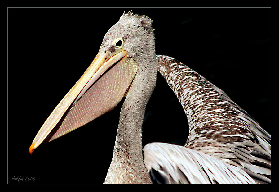 pelikan 