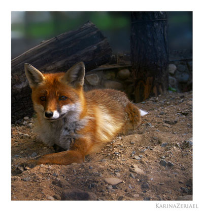 P r e t t y  F_O_X лиса, лисица, fox, зоопарк, животные