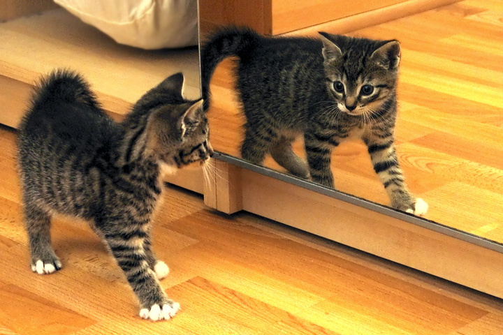 - Кто здесь!? кот кошка котенок зеркало