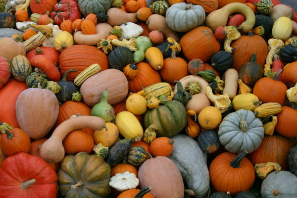 Урожай pumpkin