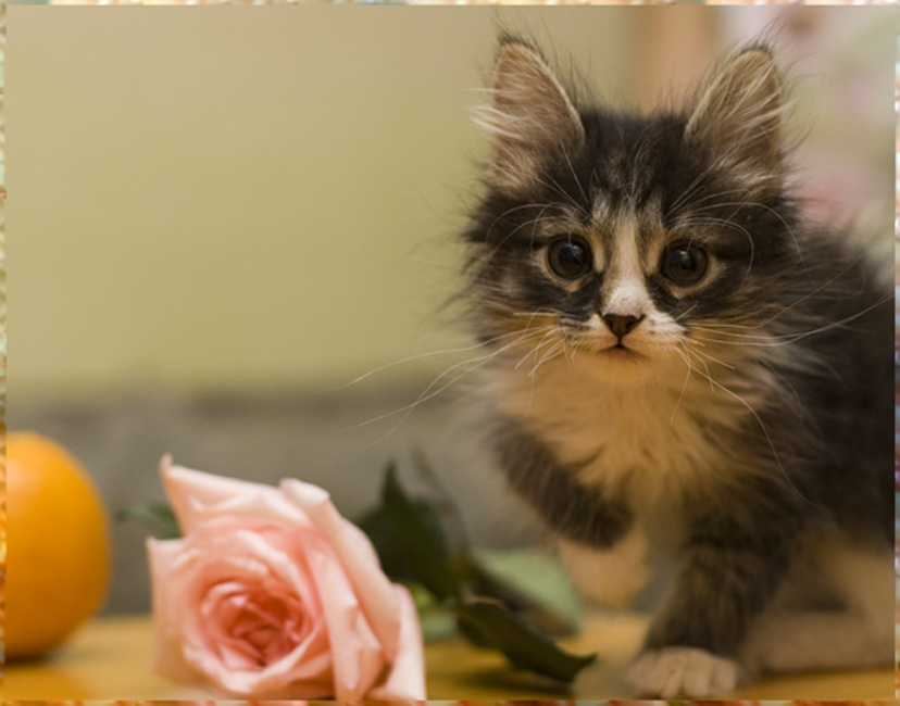Кварк и роза котенок кварк