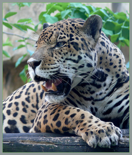 Смутное настроение Ягуар, Panthera onca, Московский зоопарк