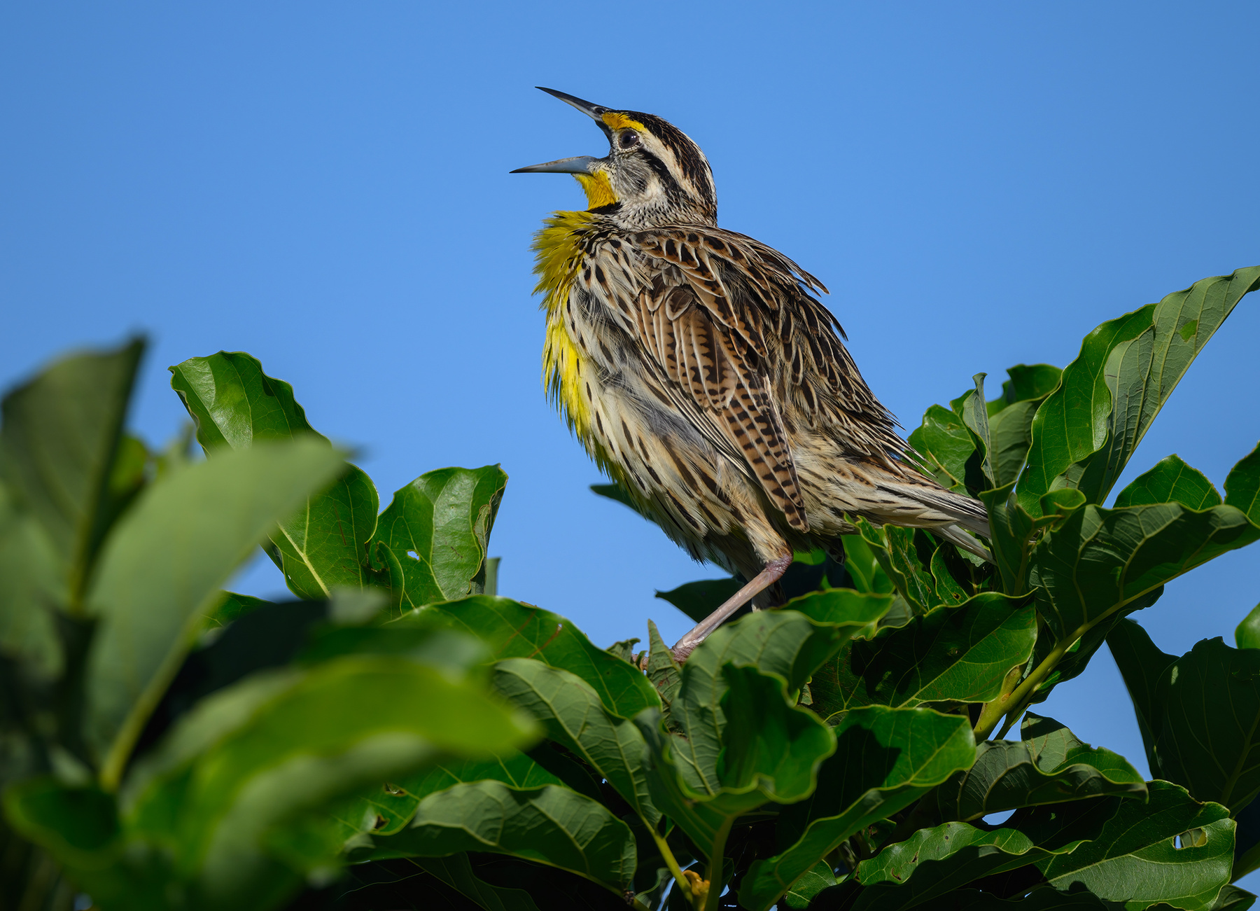 Eastern Meadowlark 