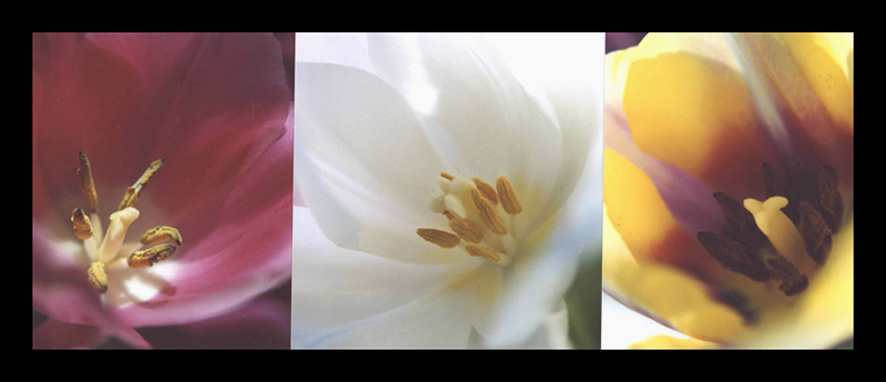 Colours Flowers