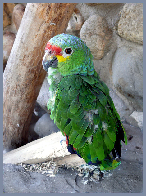 Папа Карло Желтощёкий амазон,  yellow-cheeked amazon, Московский зоопарк