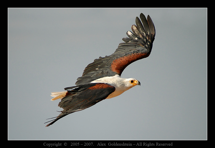 African Fish-Eagle Африка, Кения, озеро-Найваша, African-Fish-Eagle, (Haliaeetus-vocifer)