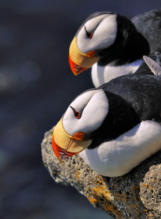 А что это там? Ипатка, Fratercula corniculata, Остров Св. Георгия, о-ва Прибылова, Horned Puffin, St. George Island, the Pribilofs, Bering Sea, Alaska
