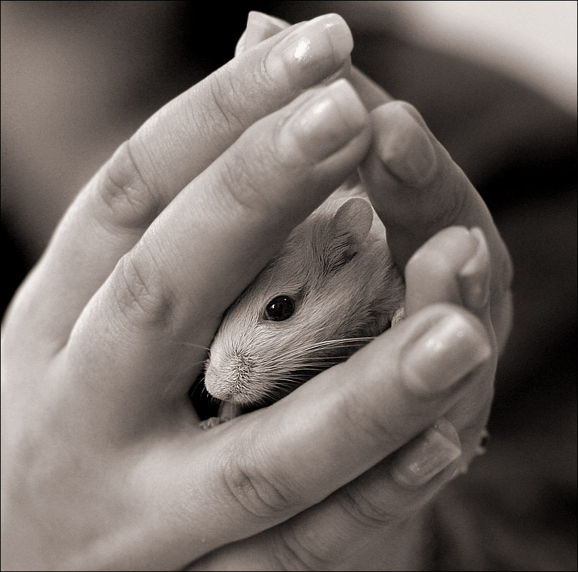 В надежных руках! gerbil