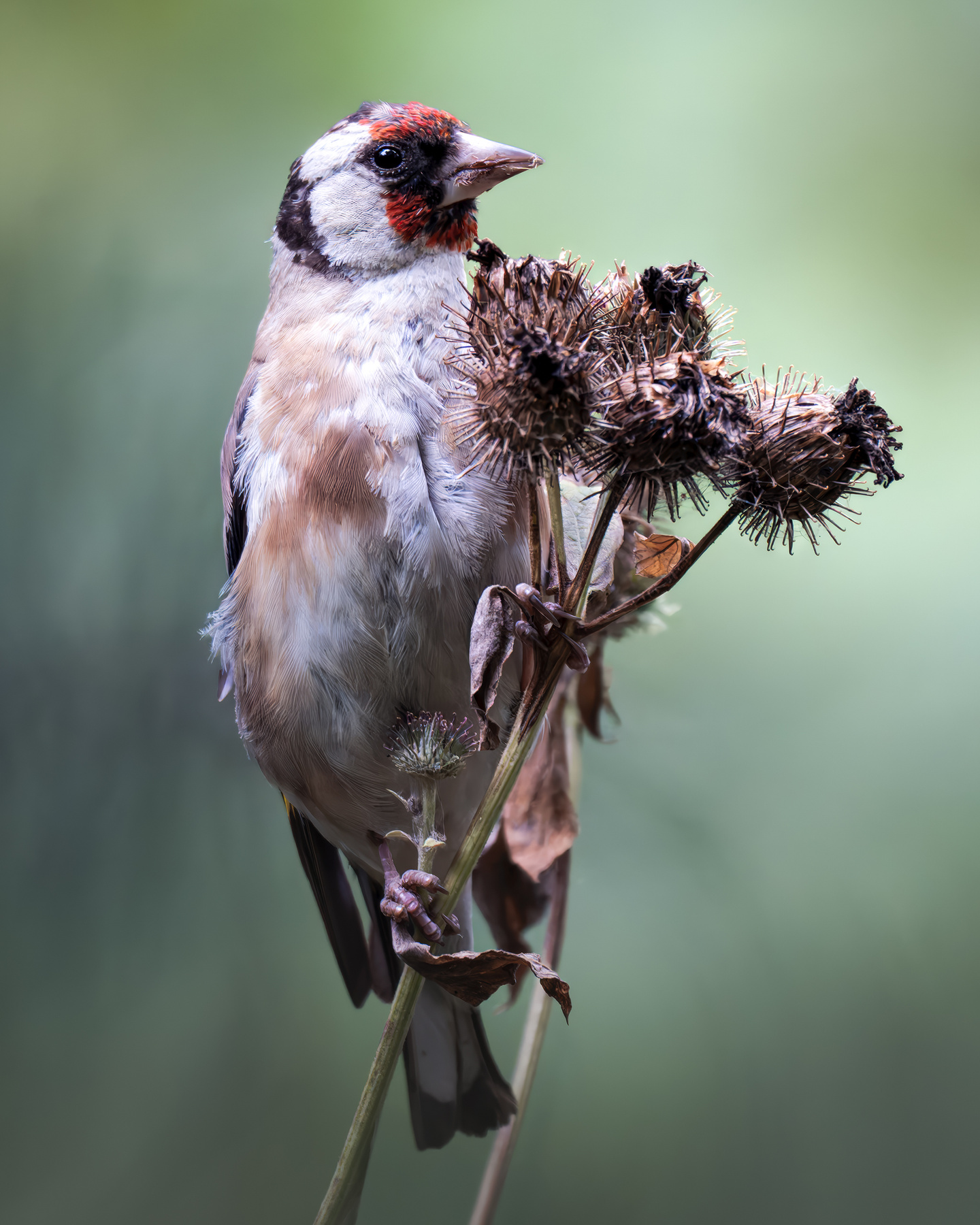 Черноголовый щегол (Carduelis carduelis) 