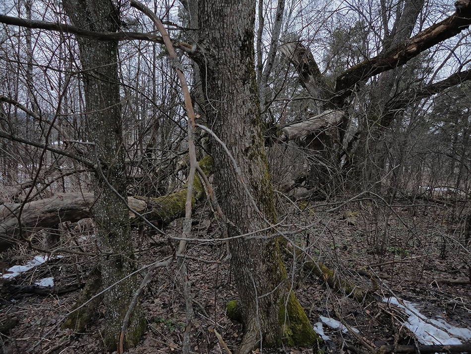 Суровый лес (11) 