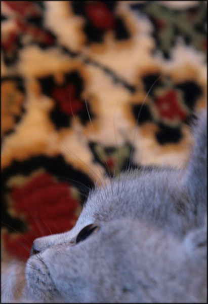 Профиль кот питомец