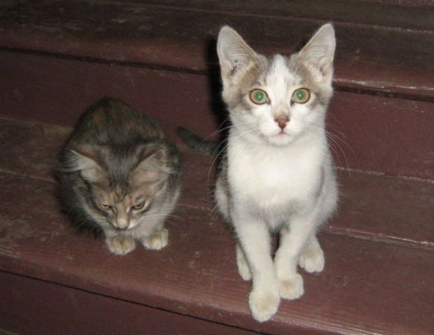 Бездомные котята