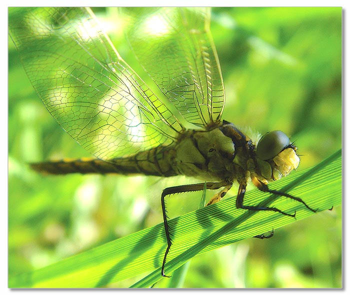 dragonfly стрекоза