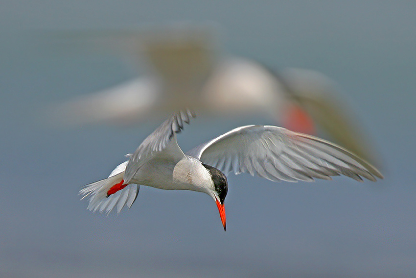 Spirit of Gull 