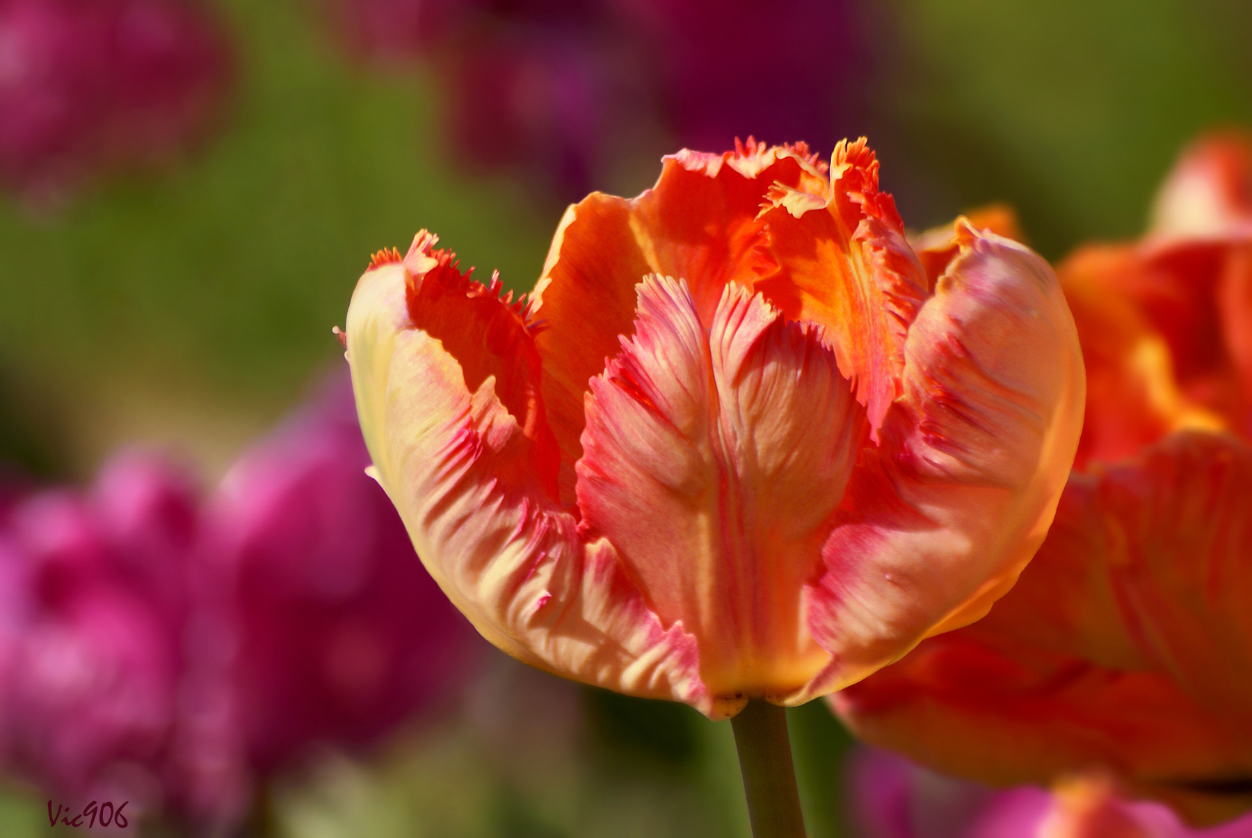 *** цветы природа весна тюльпан tulips тюльпаны май