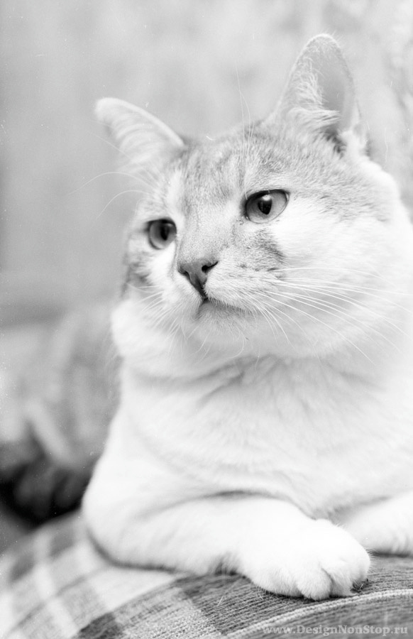 Мотя кот мотя