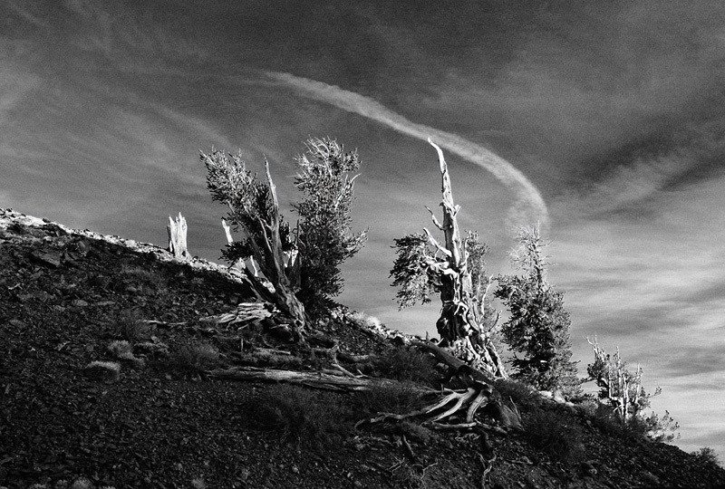 древние Ancient, Bristlecone, Pine, Forest, Лес, древних, сосен, Калифорния