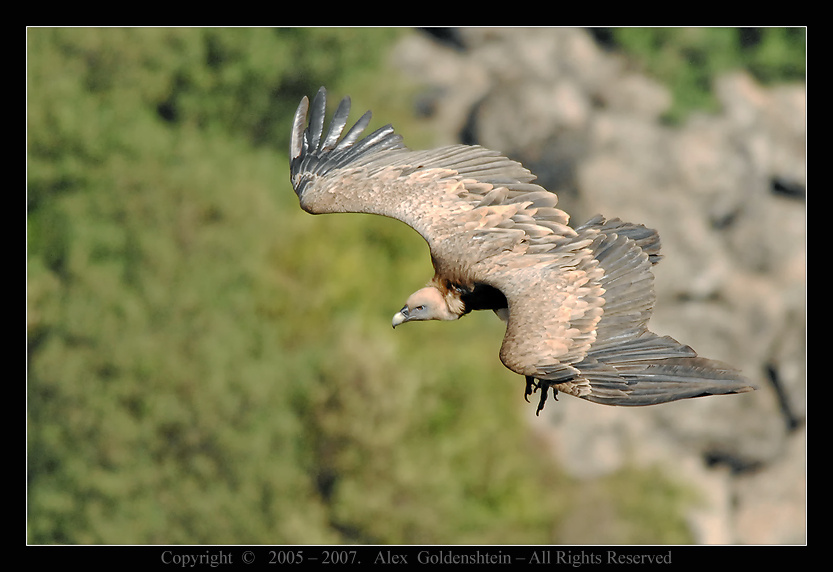 Griffon Vulture. Израиль, заповедник, Гамла, Griffon Vulture Белоголовый-сип (гриф)