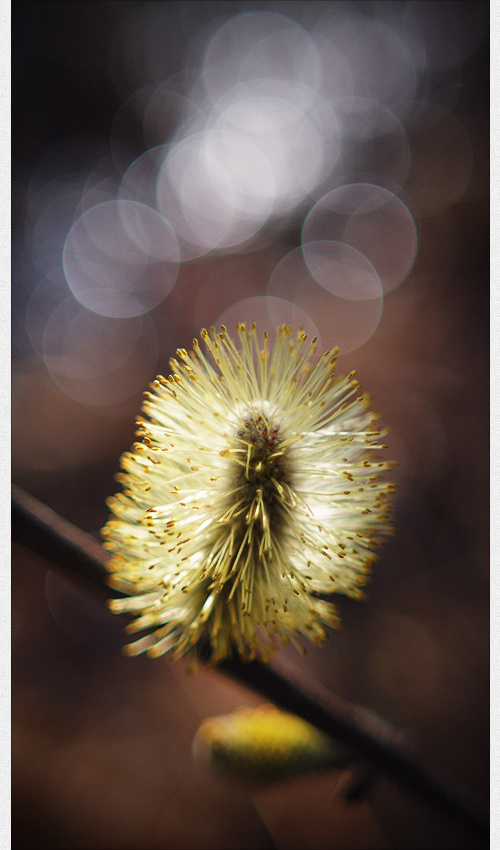 *** 