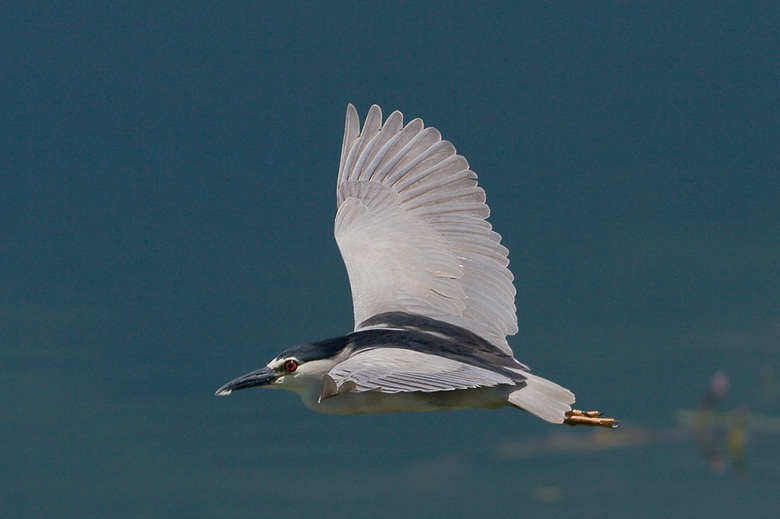 Полет кваквы Кваква (Nycticorax nycticorax)