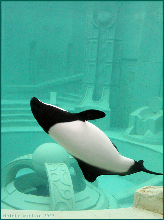Животиком кверху Дельфин Коммерсона Сан Диего Commerson\'s Dolphin San Diego Sea World