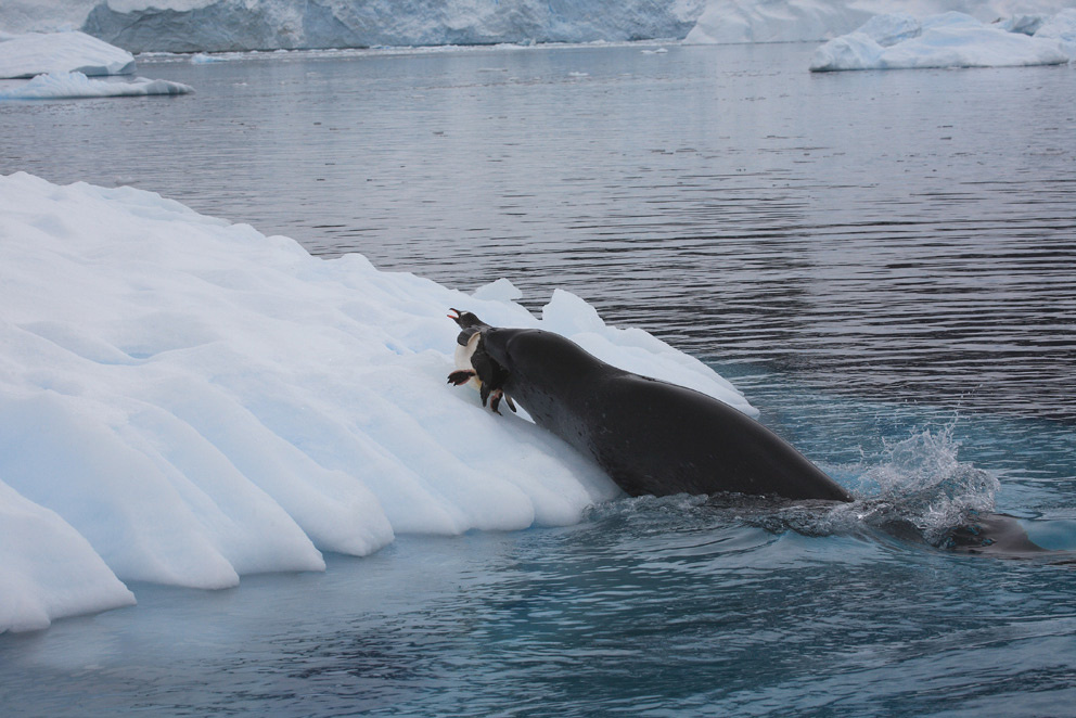 Leopard seal´s hunting 4 Neko bay Leopard 4