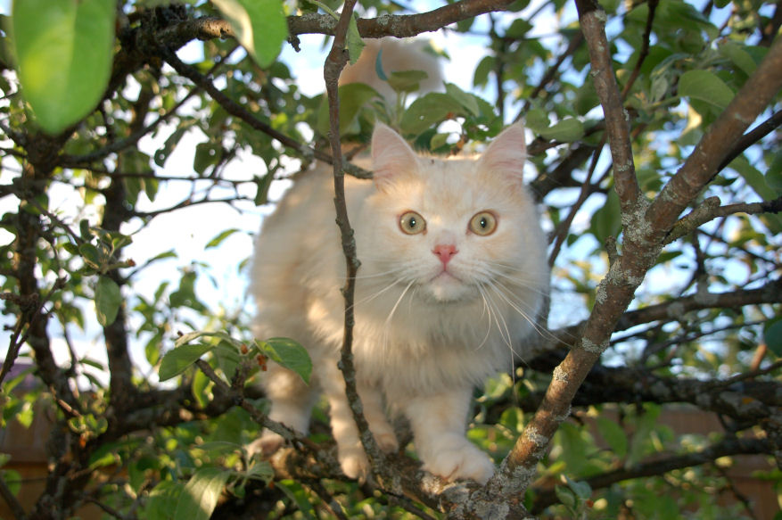 Кто здесь??? Кот Ричард
