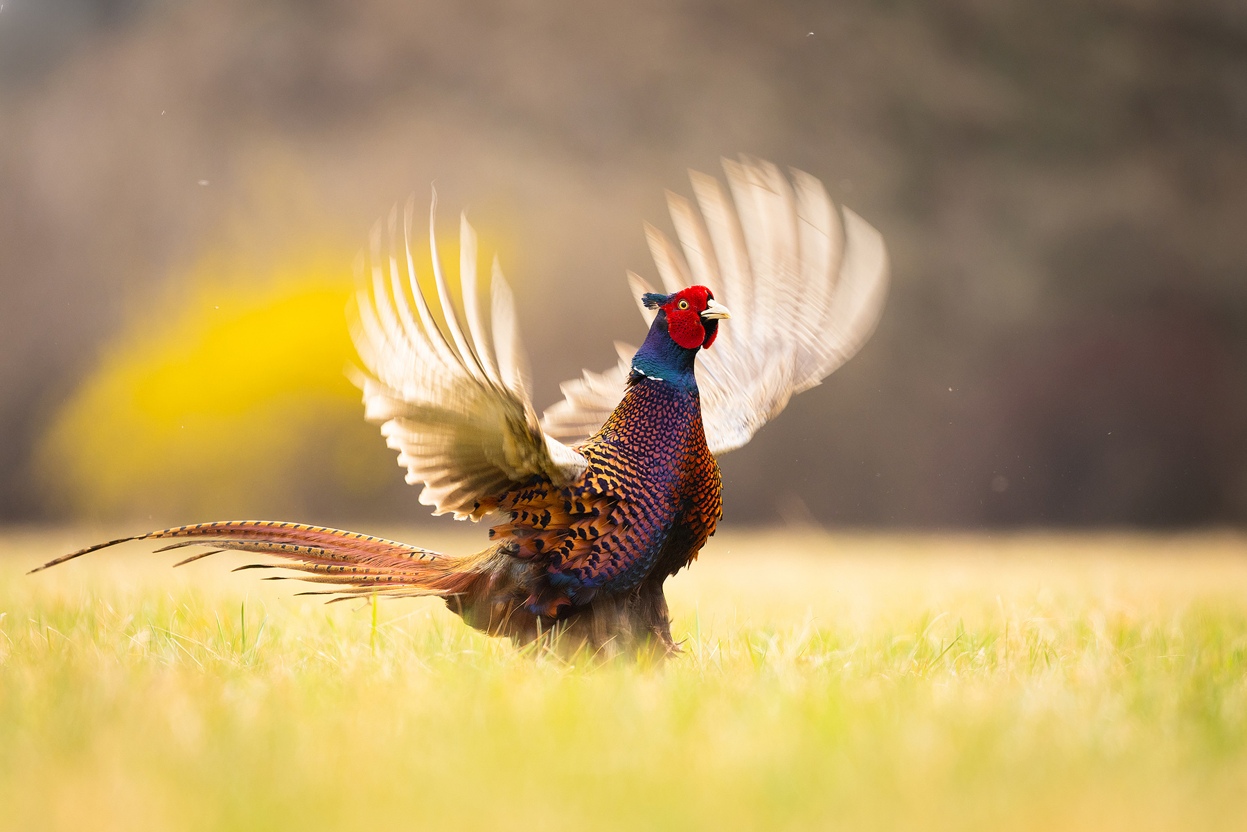 Pheasant 