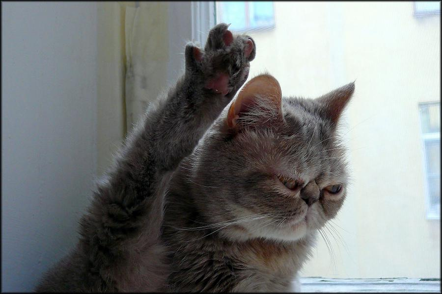 Щас как дам больно...лапой...задней! Кошка кошки